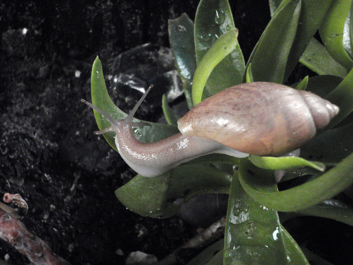 Dealing with snails and slugs